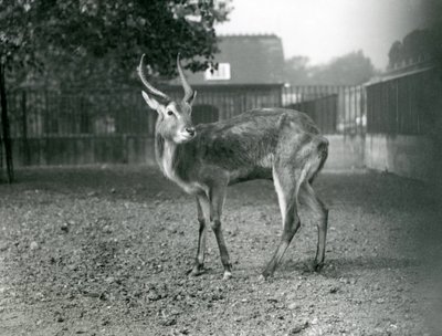 1921年9月、ロンドン動物園のリーチュエ 作： Frederick William Bond